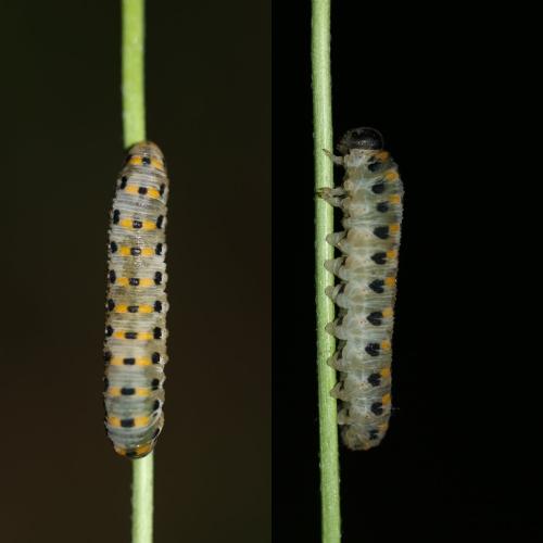 Abia nitens
